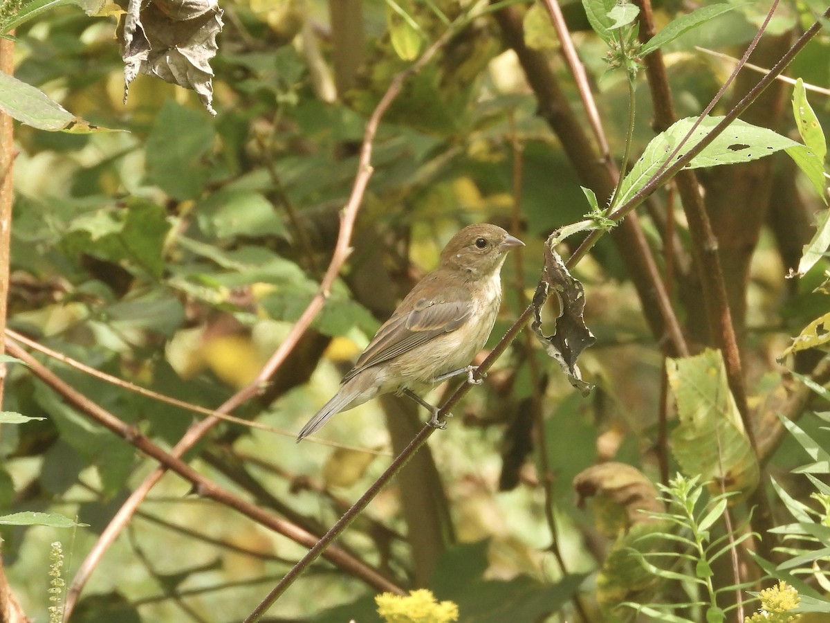 Indigo Bunting - ML642068645