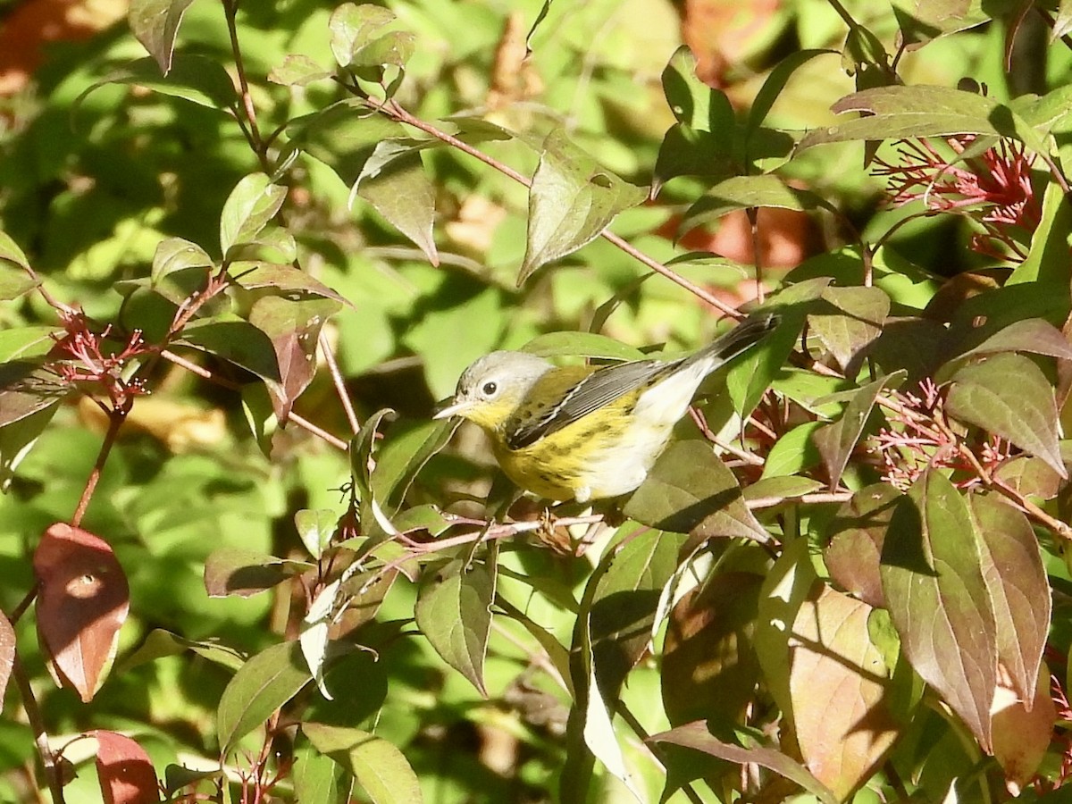 Magnolia Warbler - ML642068648