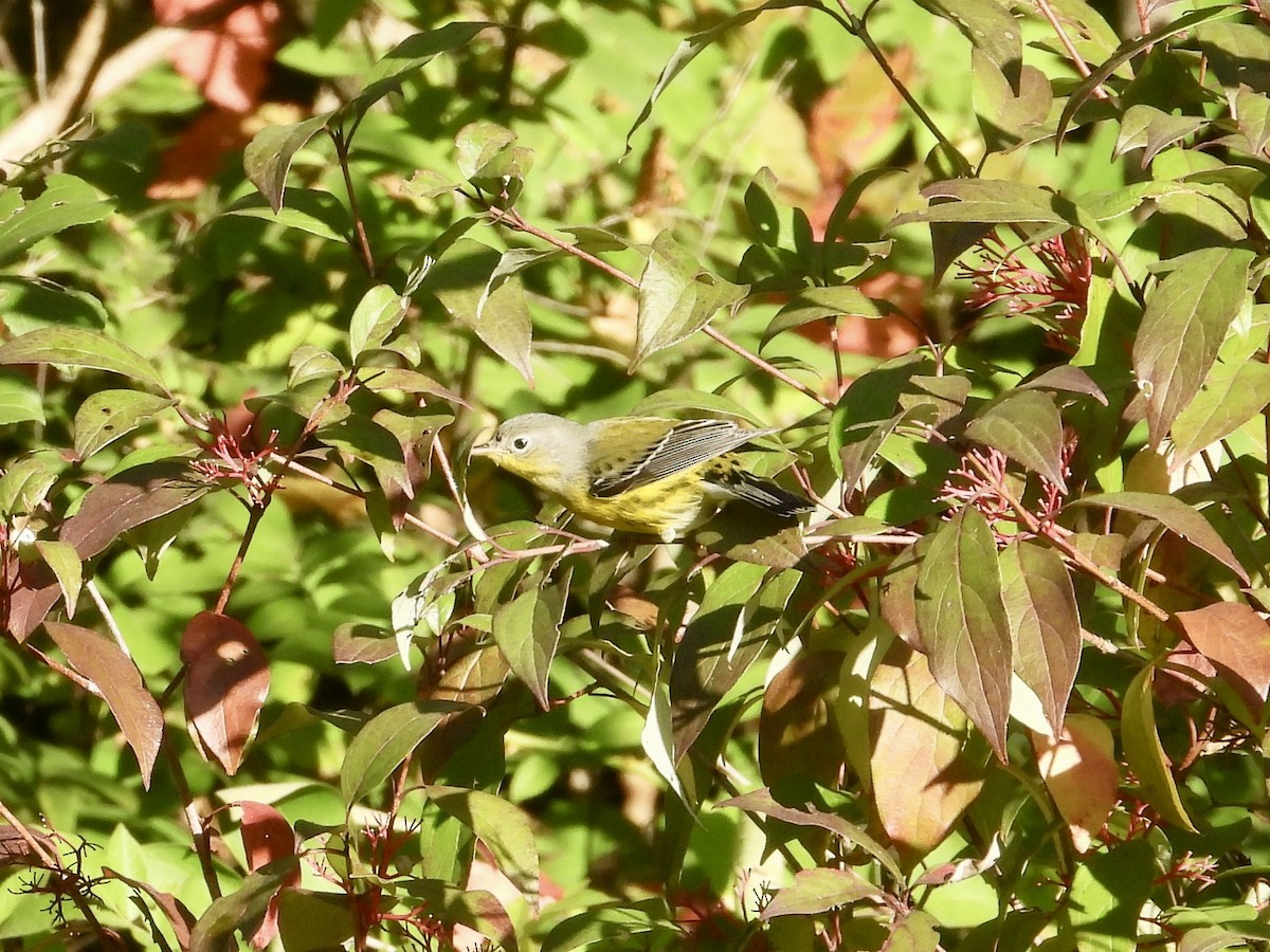 Magnolia Warbler - ML642068649