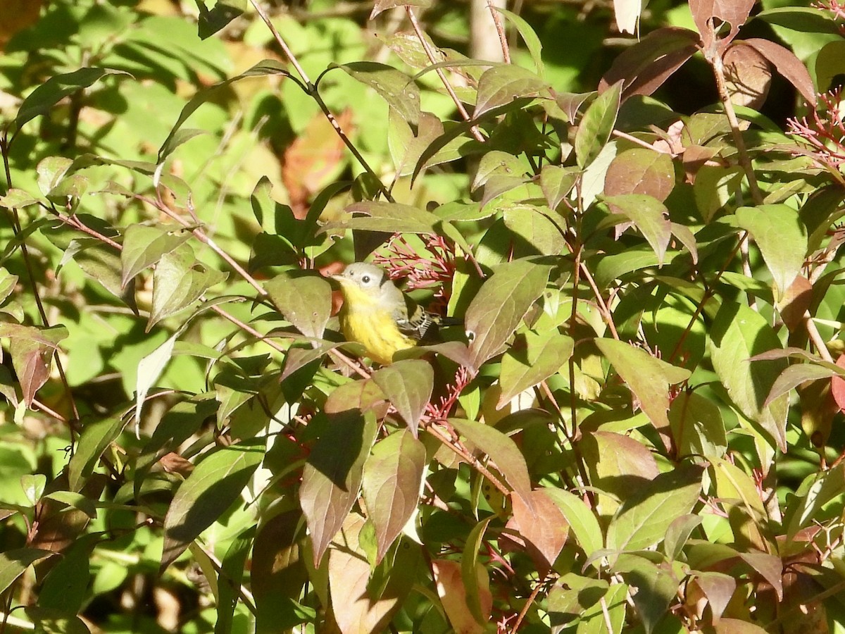 Magnolia Warbler - ML642068651