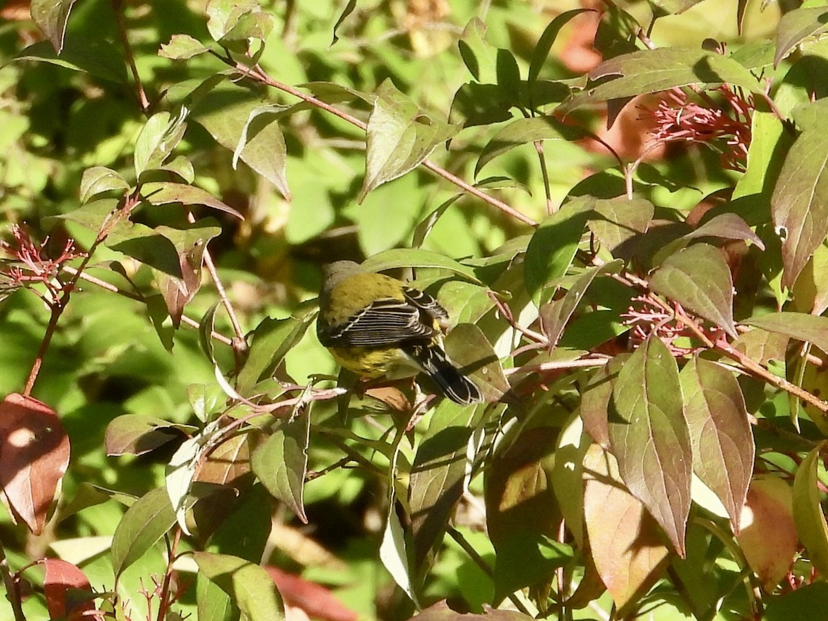 Magnolia Warbler - ML642068652