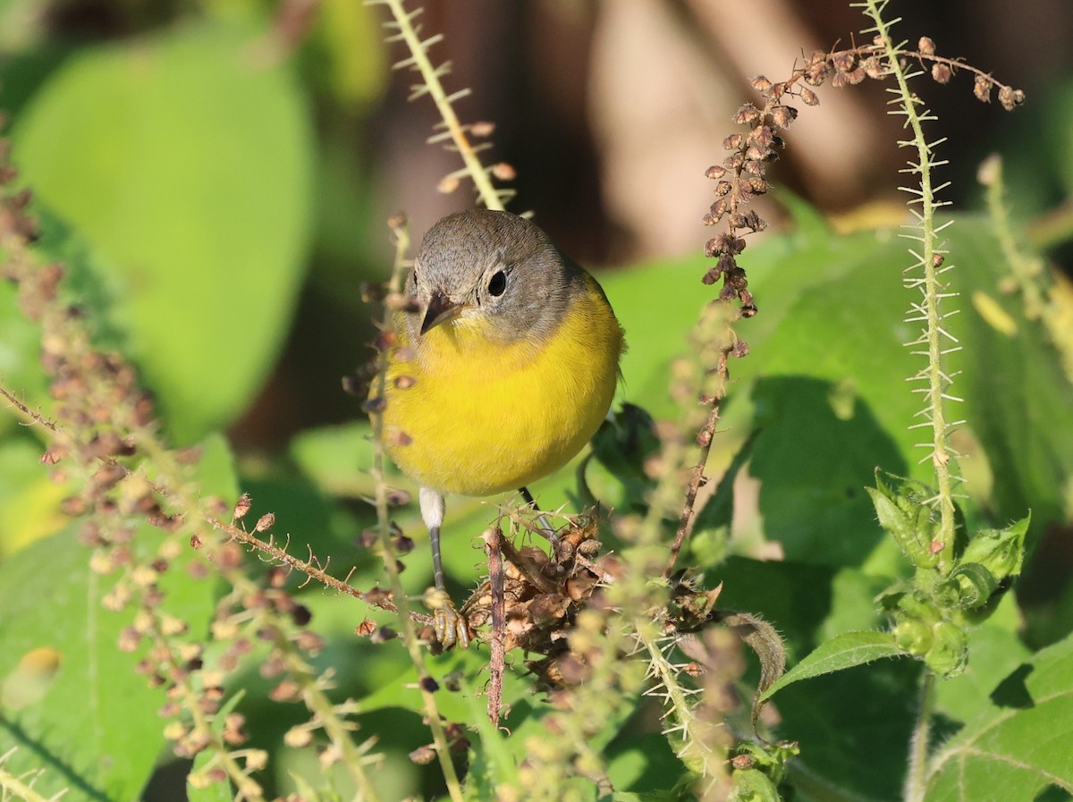 Nashville Warbler (ruficapilla) - ML642068653
