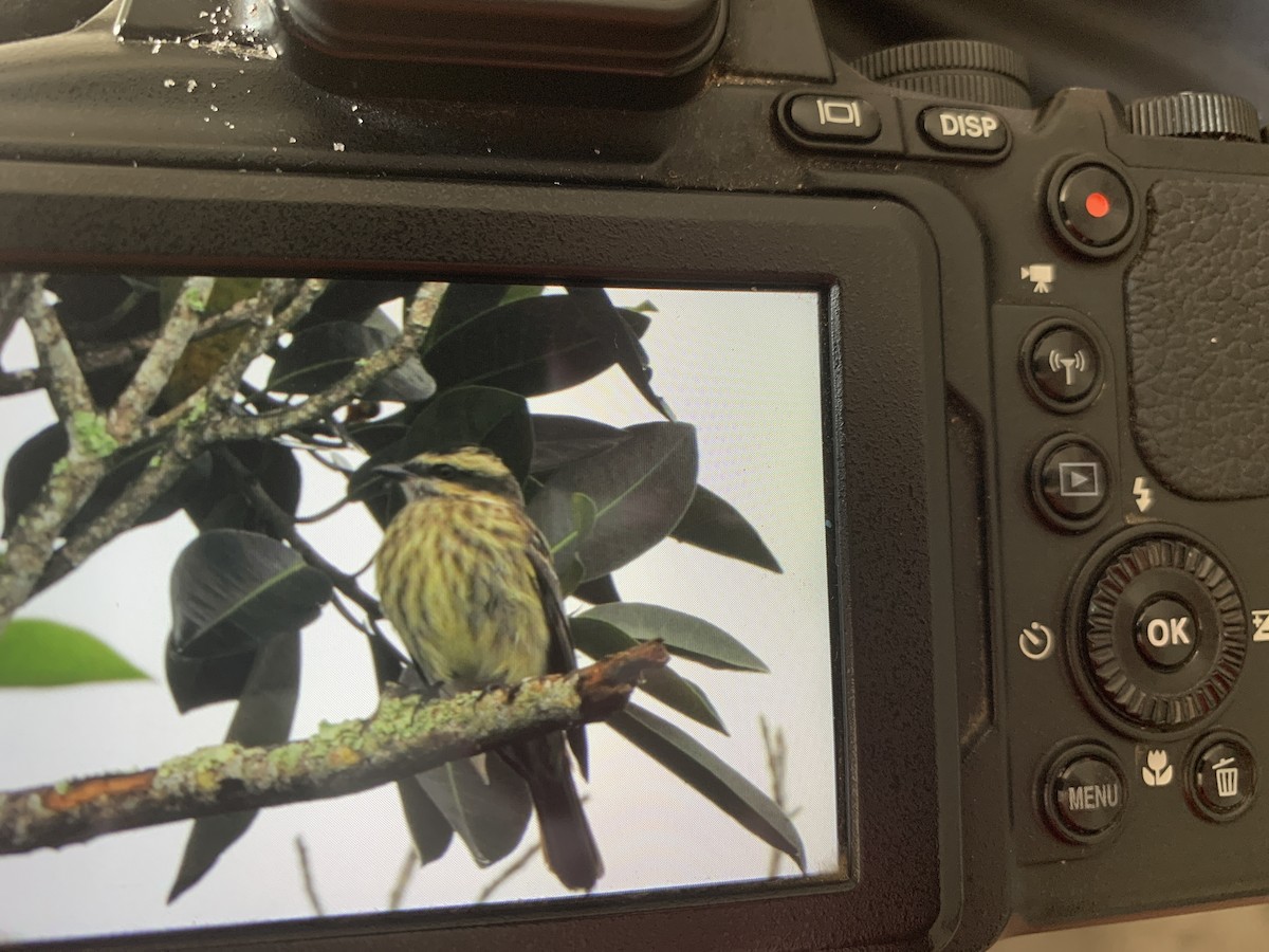 Variegated Flycatcher - ML642068654