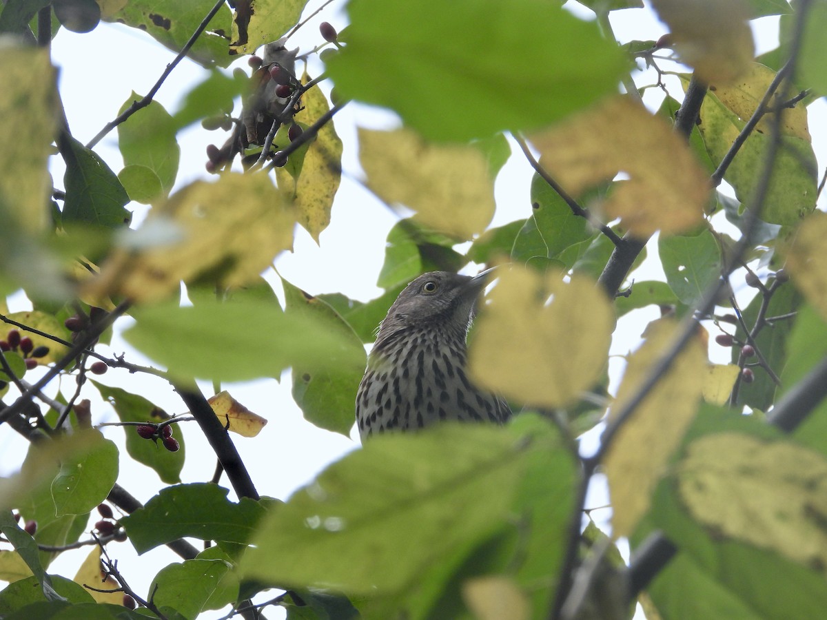 Brown Thrasher - ML642068655