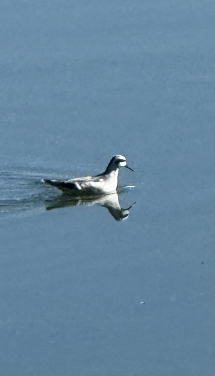 Red-necked Phalarope - ML642068656