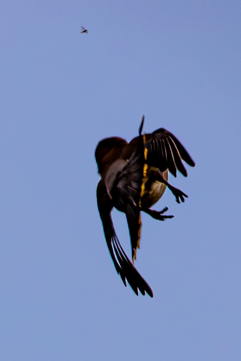 Cedar Waxwing - ML642068666