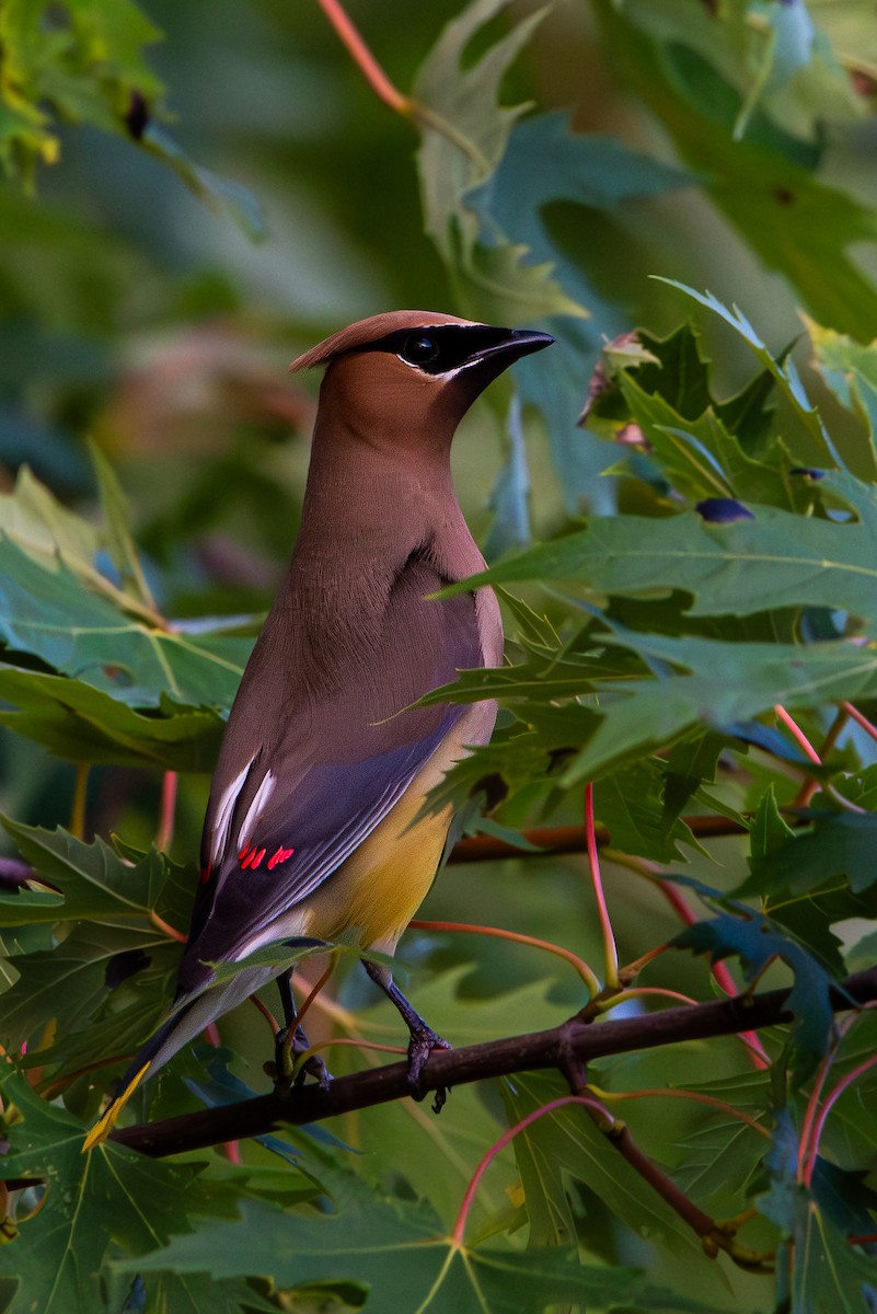 Cedar Waxwing - ML642068667