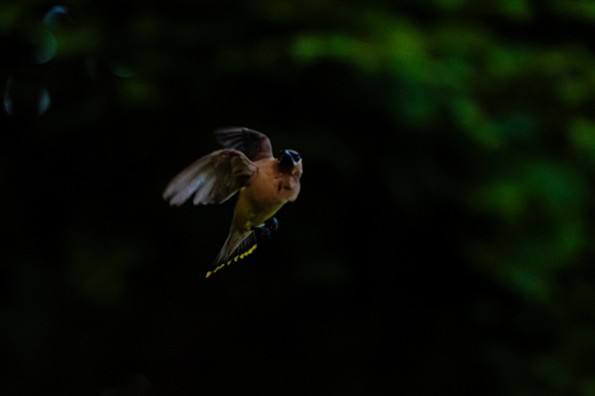 Cedar Waxwing - ML642068668