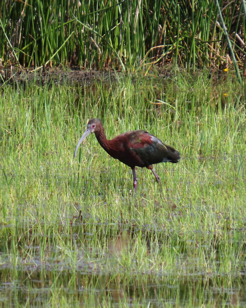 White-faced Ibis - ML642068672