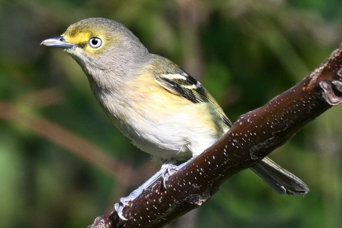 White-eyed Vireo - ML642068673