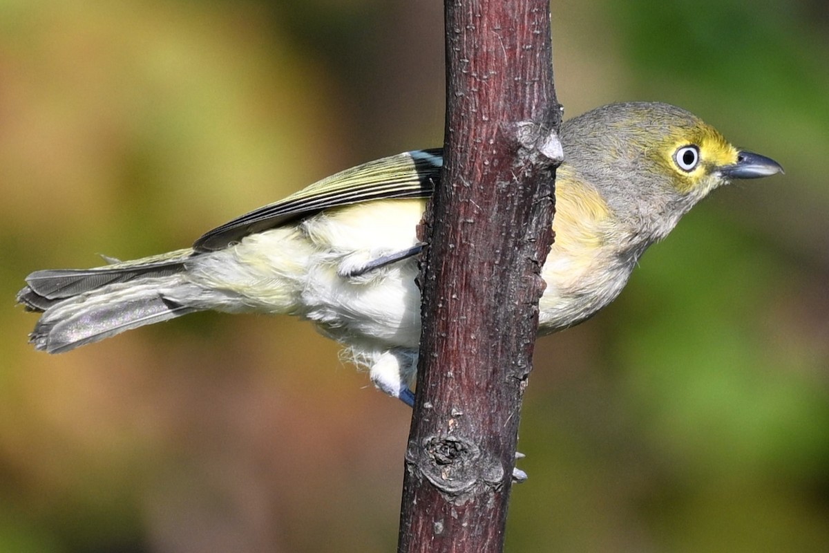 White-eyed Vireo - ML642068674