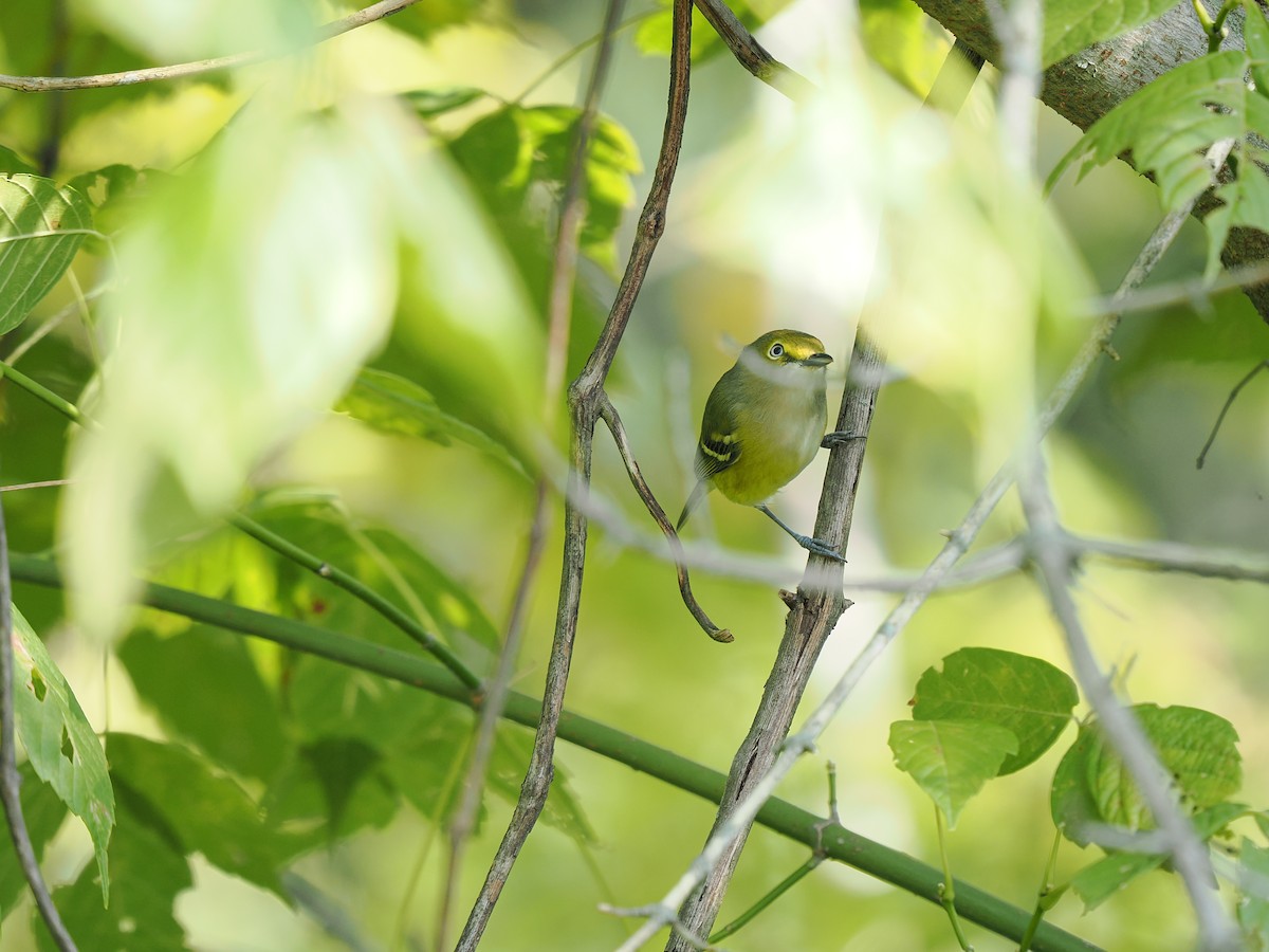 White-eyed Vireo - ML642068676