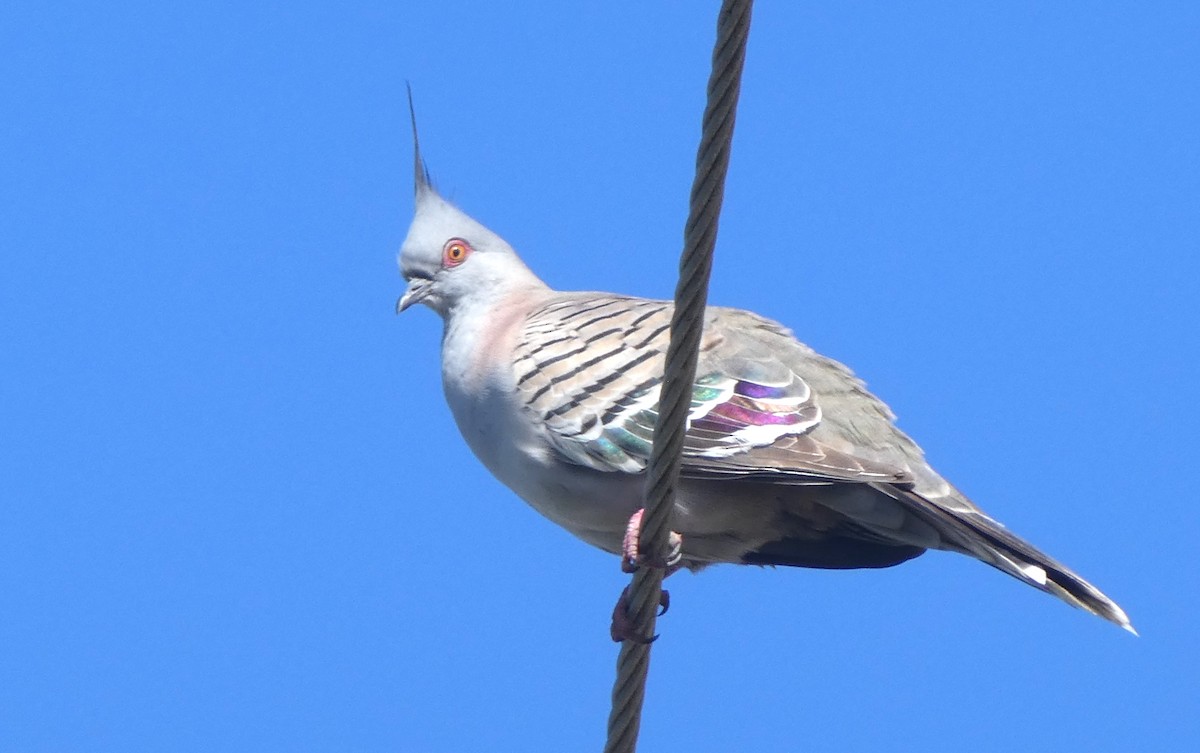 Crested Pigeon - ML642068679