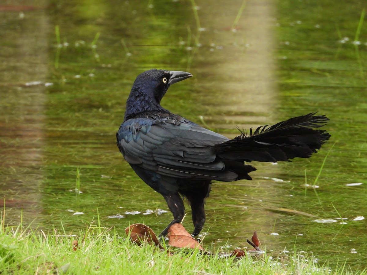 Great-tailed Grackle - ML642068685