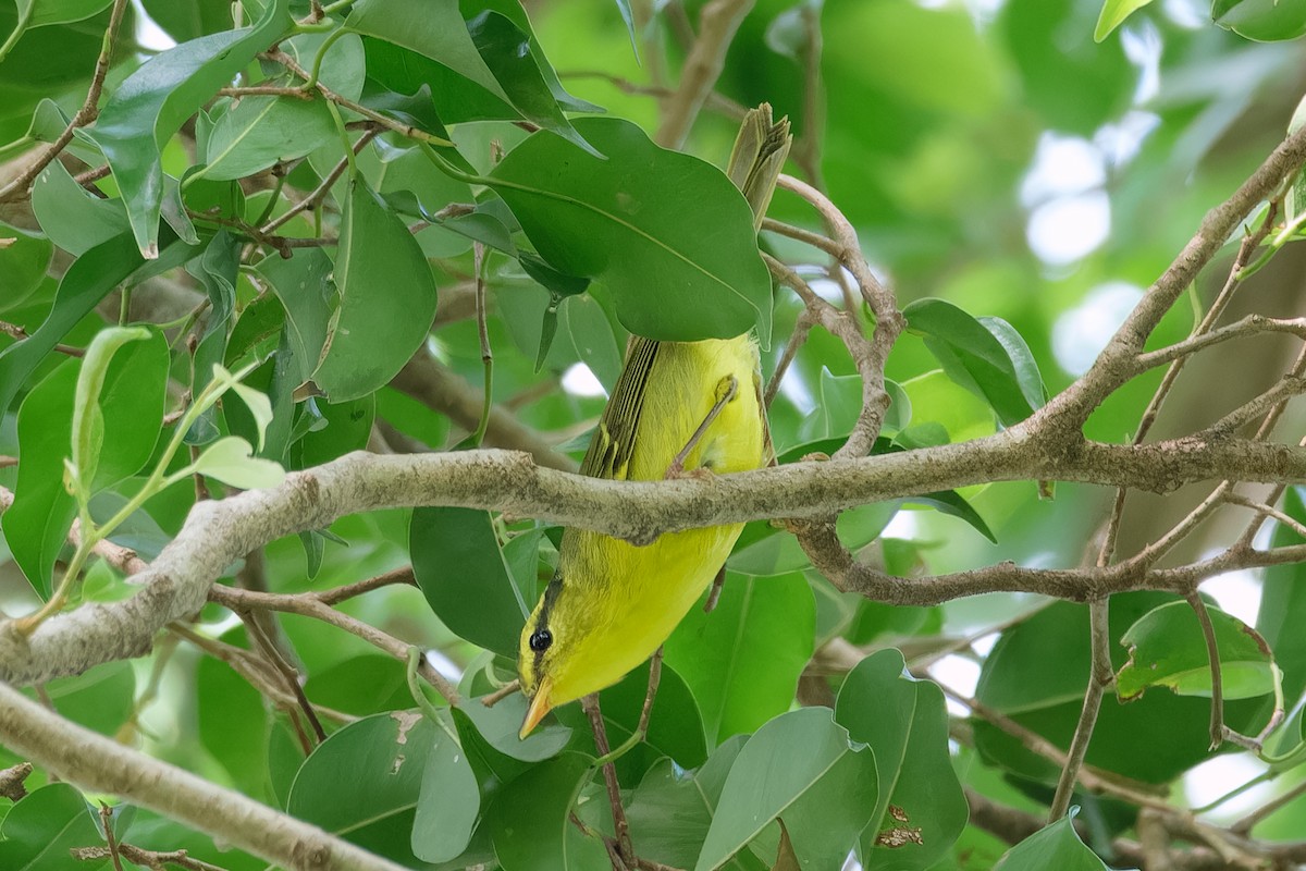 Sulphur-breasted Warbler - ML642068688