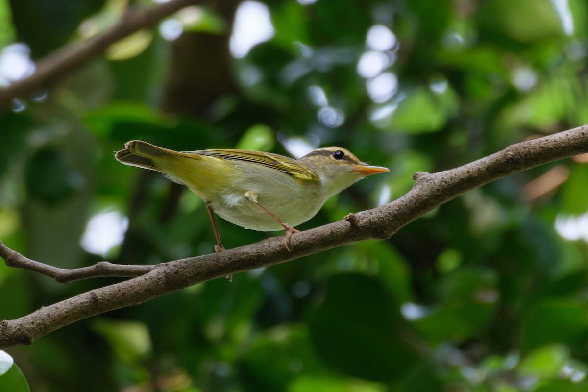 Eastern Crowned Warbler - ML642068691