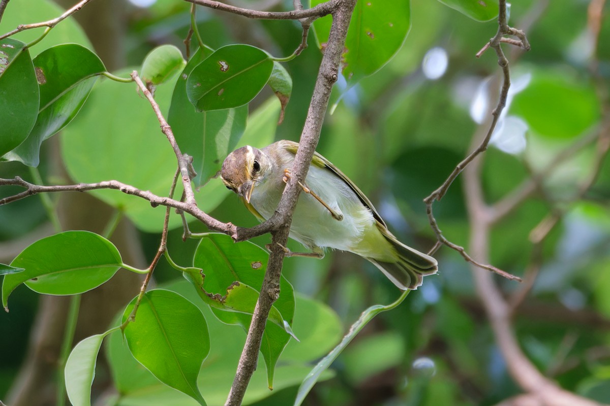 Eastern Crowned Warbler - ML642068692