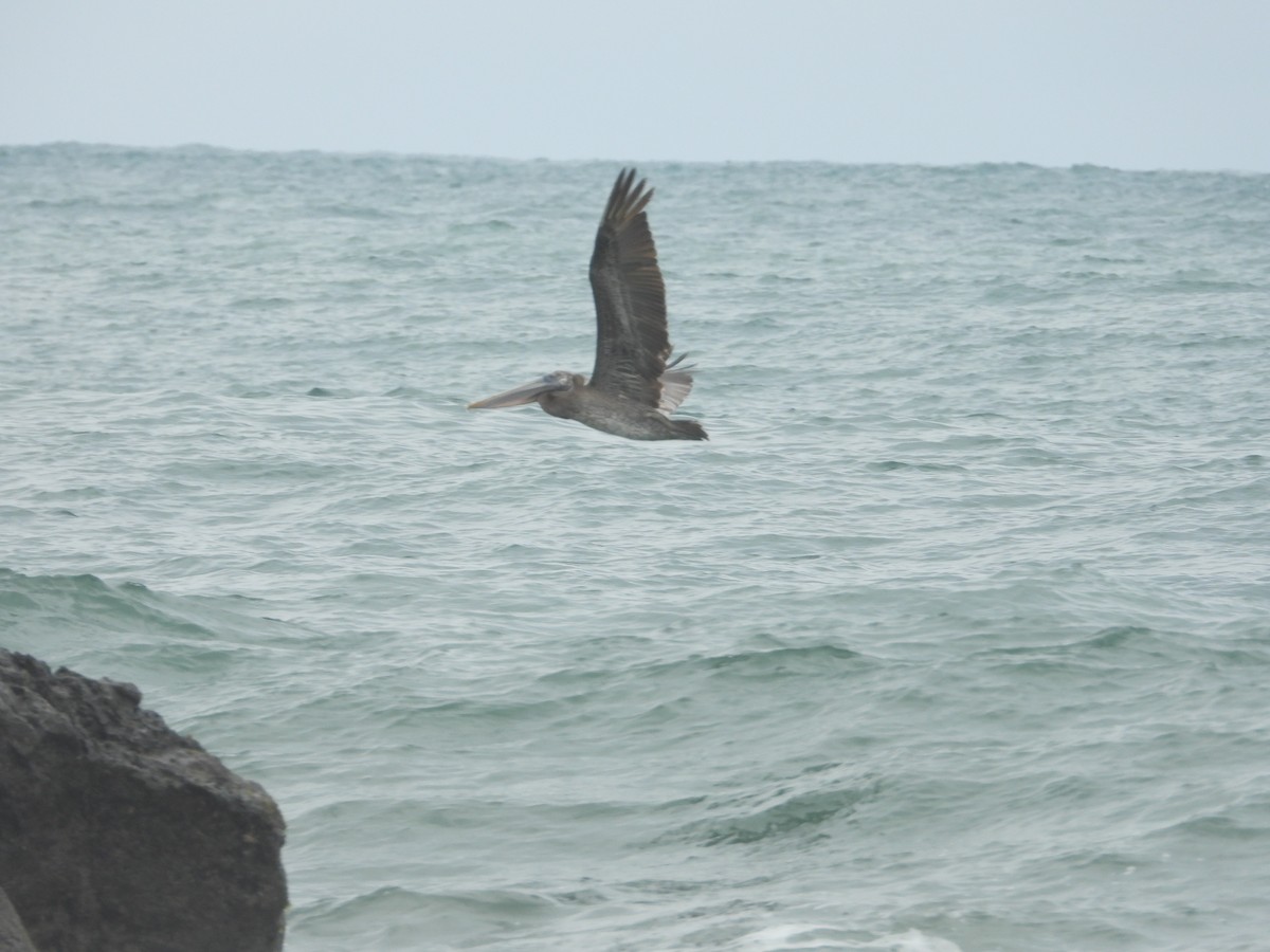 Brown Pelican - ML642068700