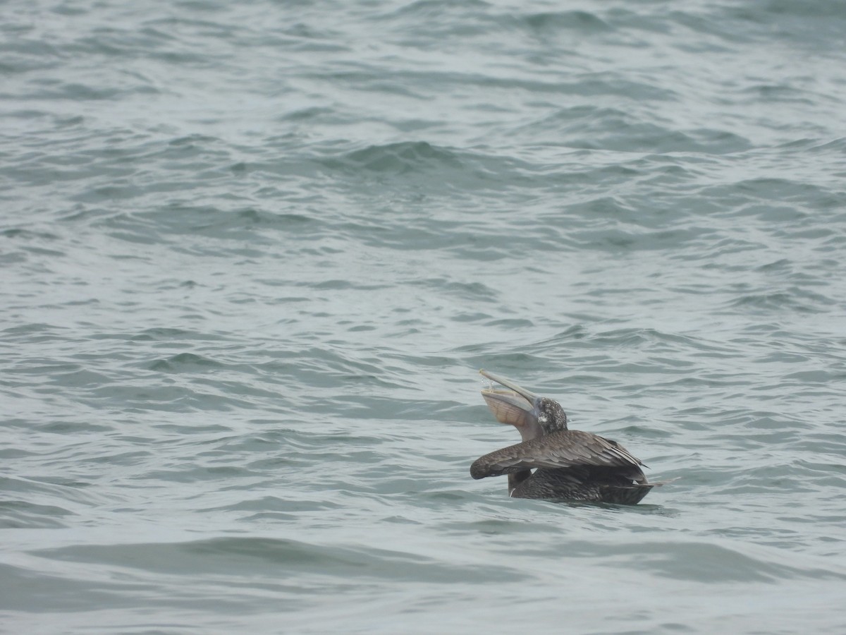 Brown Pelican - ML642068701