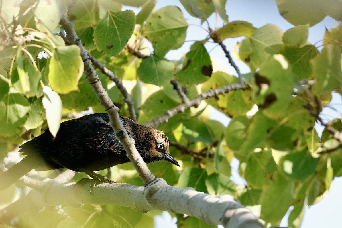 Rusty Blackbird - ML642068713