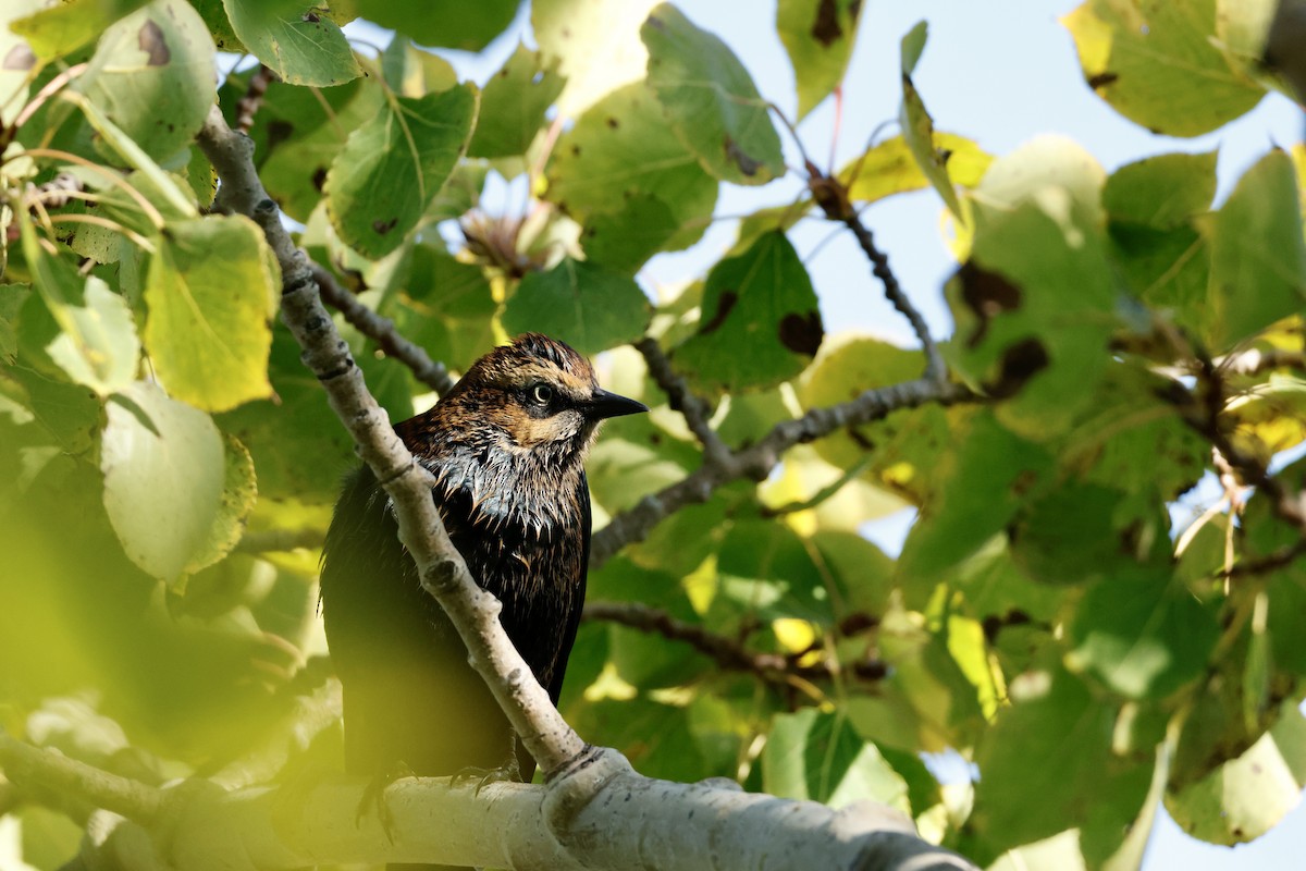 Rusty Blackbird - ML642068714