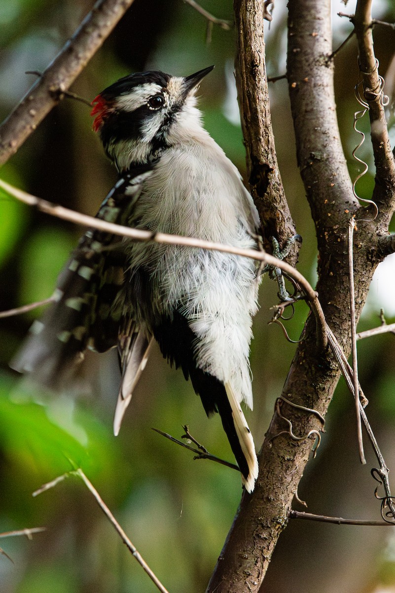 Downy Woodpecker - ML642068720