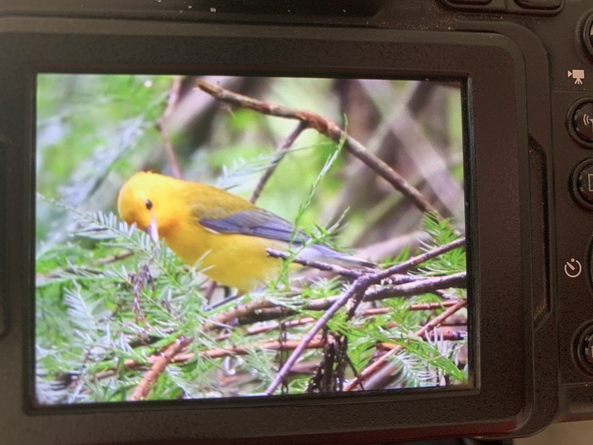 Prothonotary Warbler - ML642068721