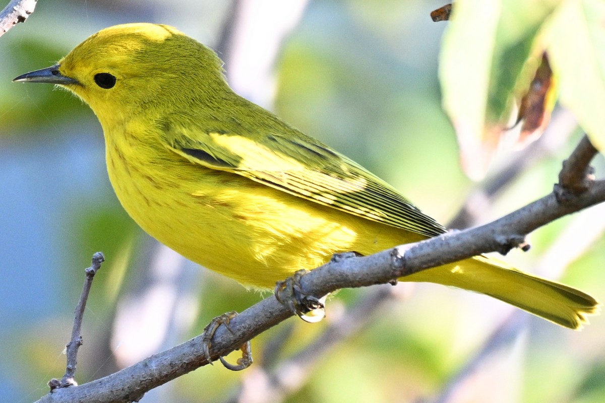 Yellow Warbler - ML642068729