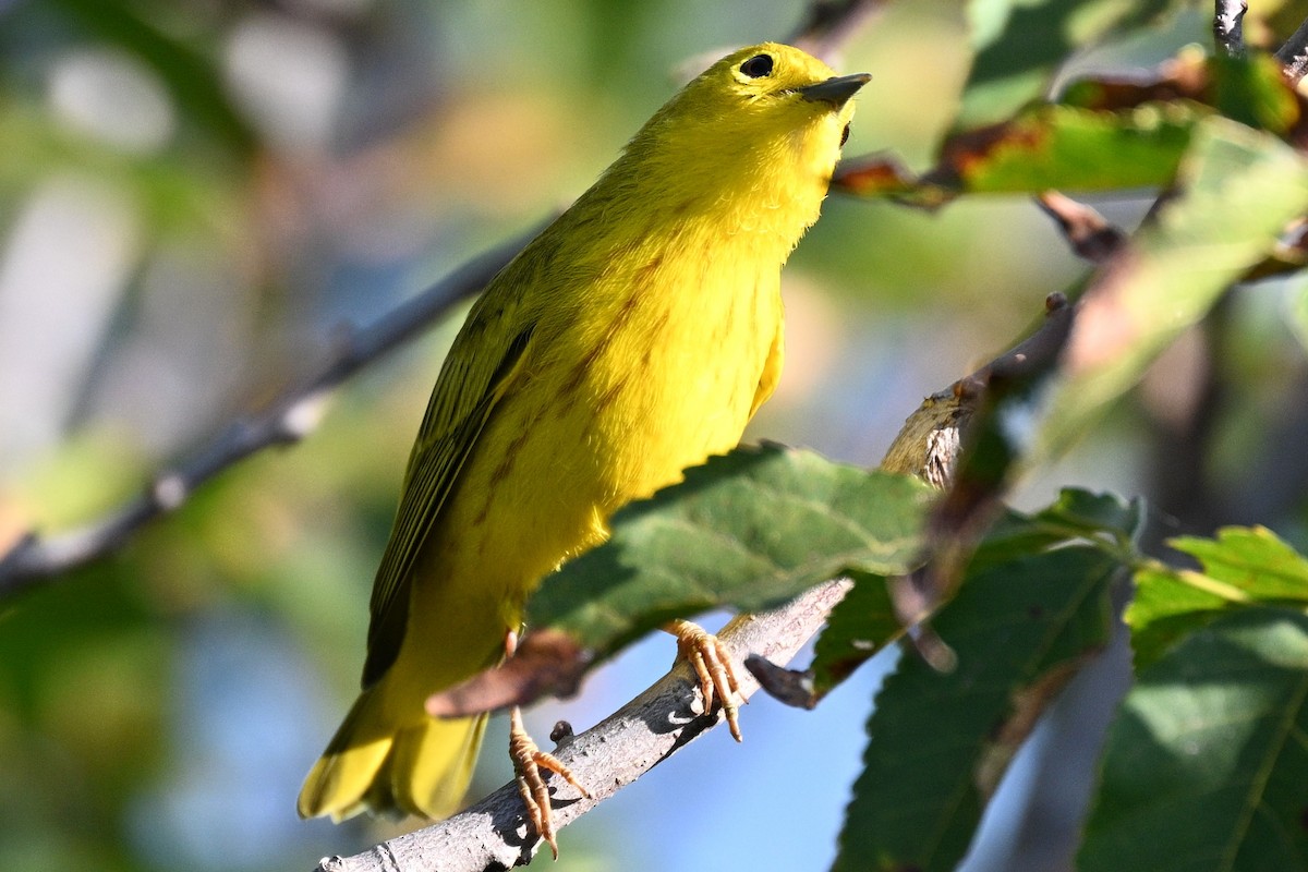 Yellow Warbler - ML642068730