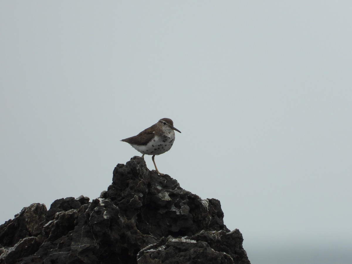 Spotted Sandpiper - ML642068733
