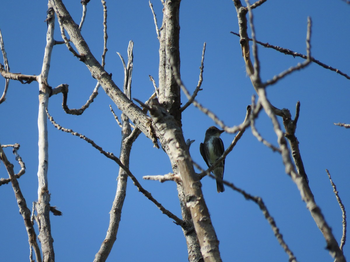 Olive-sided Flycatcher - ML642068736