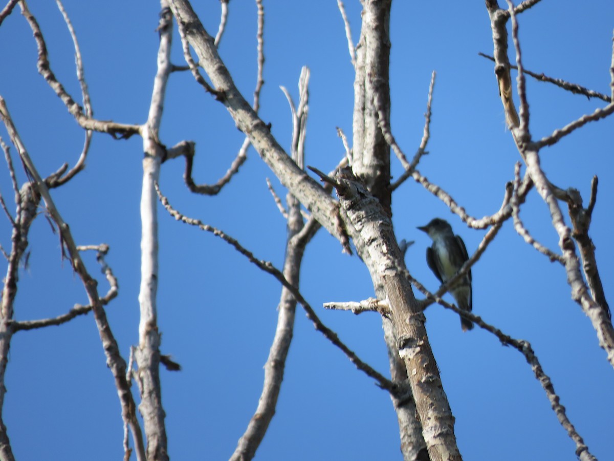 Olive-sided Flycatcher - ML642068759