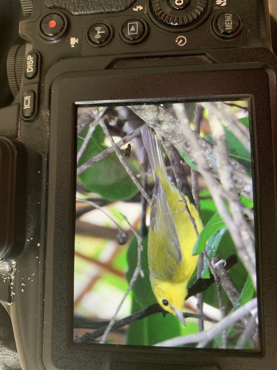 Hooded Warbler - ML642068761
