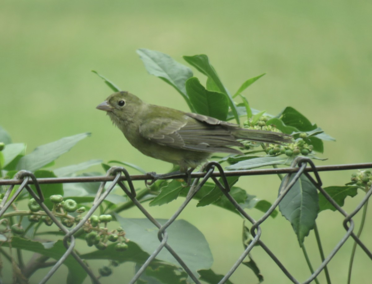 Painted Bunting - ML642068774