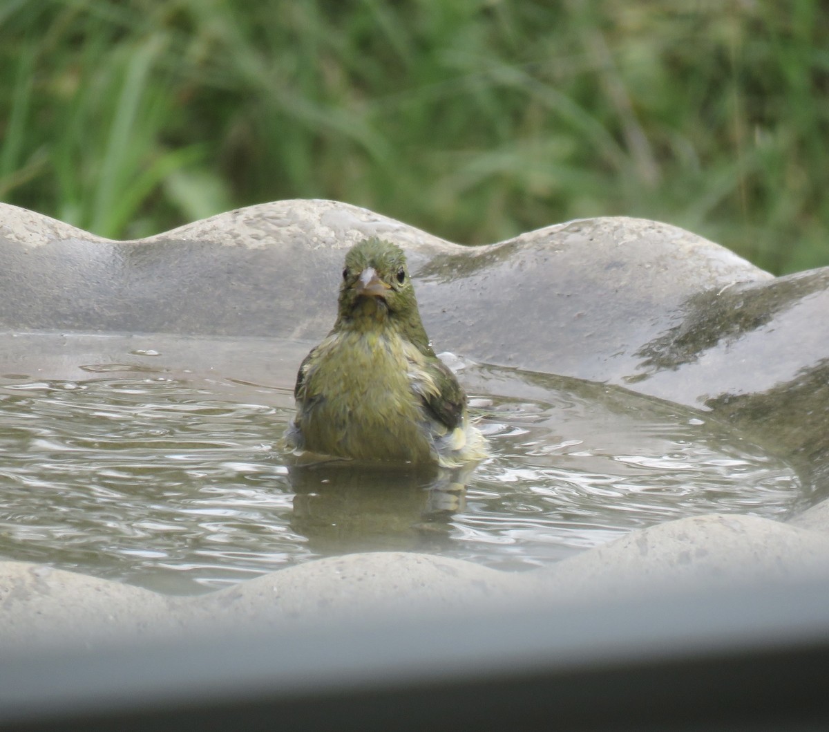 Painted Bunting - ML642068775