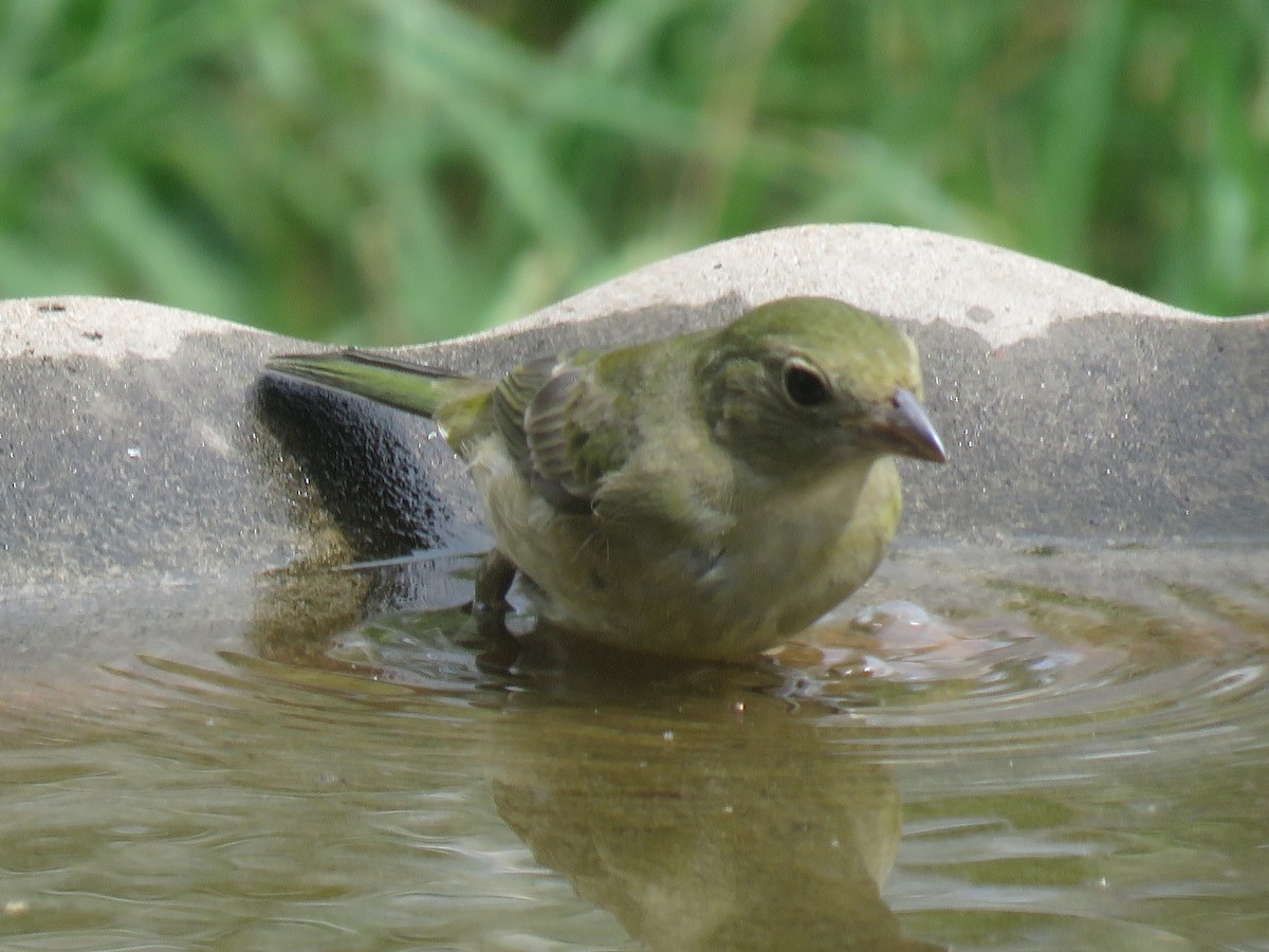 Painted Bunting - ML642068776