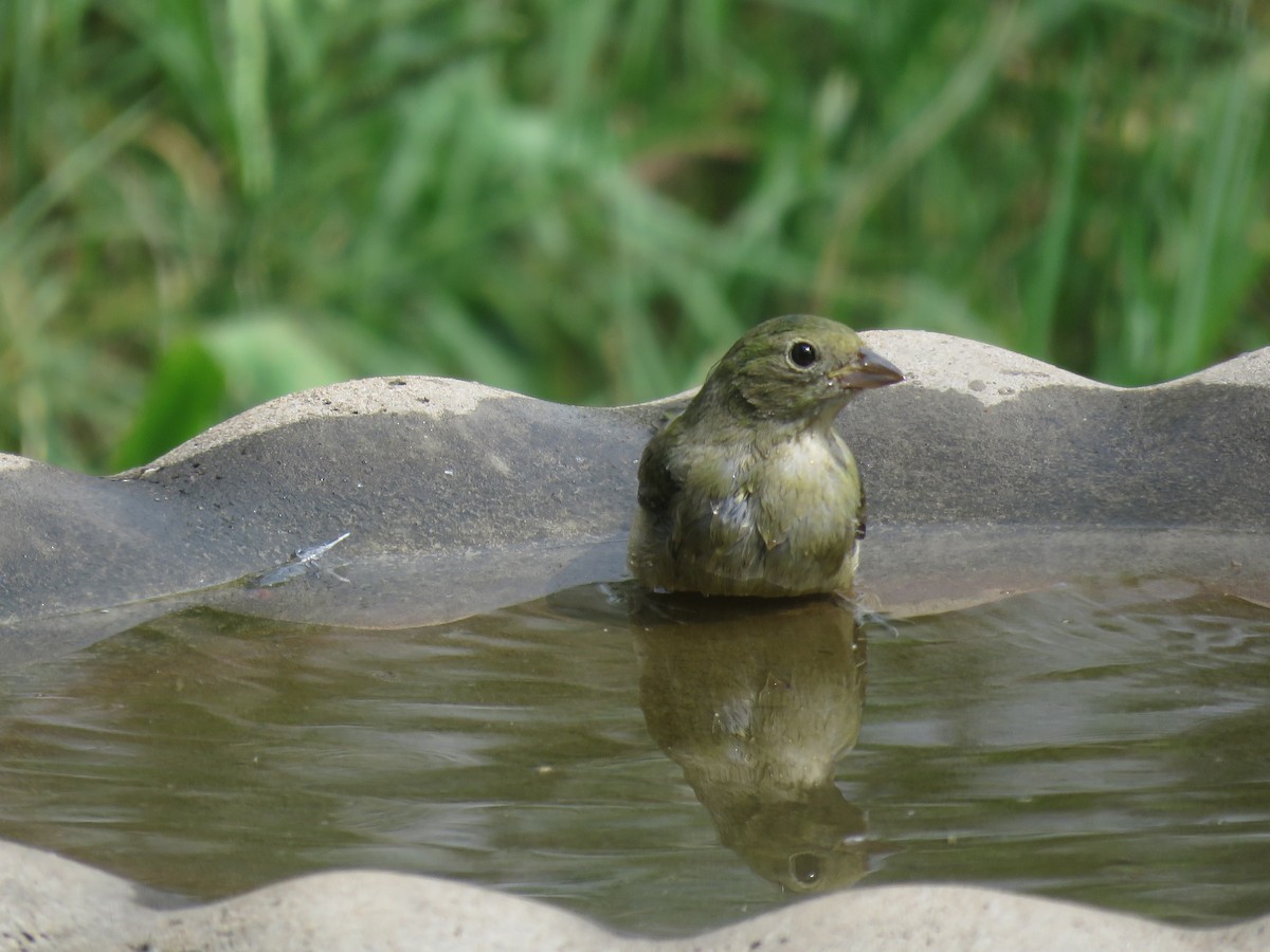 Painted Bunting - ML642068777