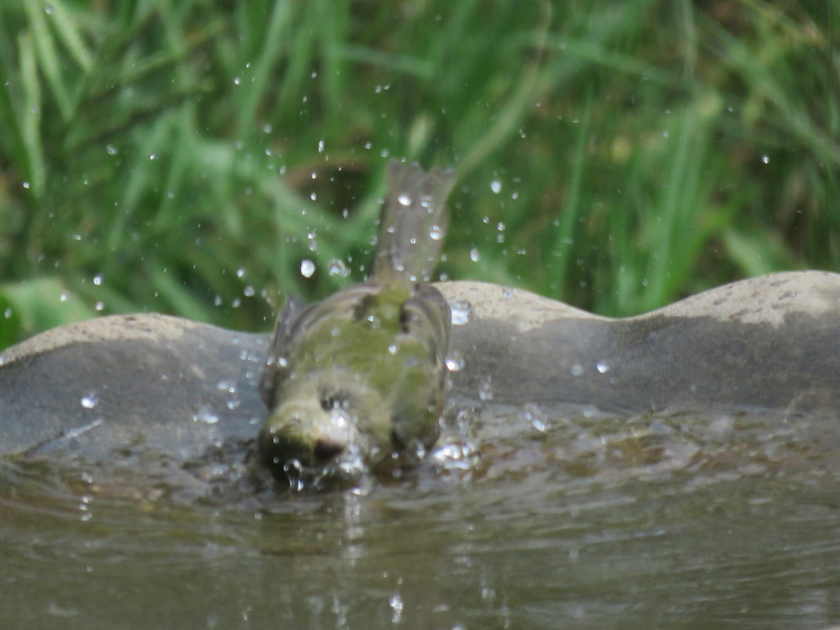 Painted Bunting - ML642068778