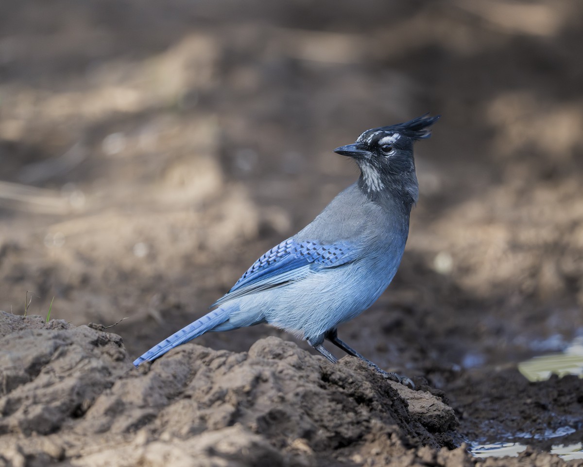 Steller's Jay - ML642068790
