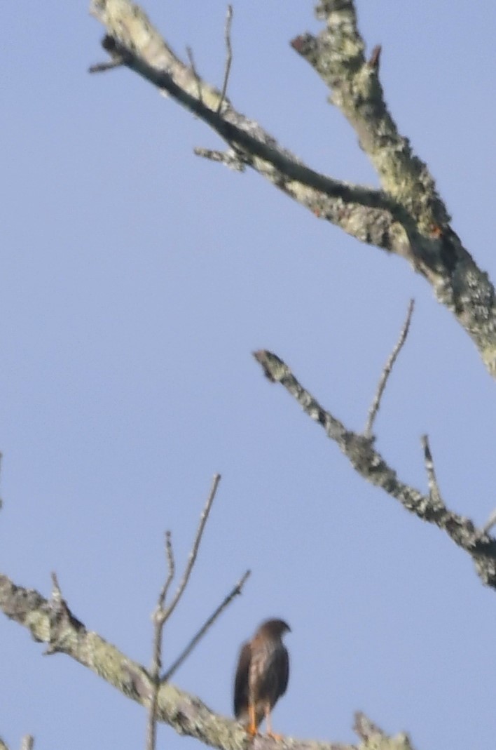 Cooper's Hawk - ML642068814