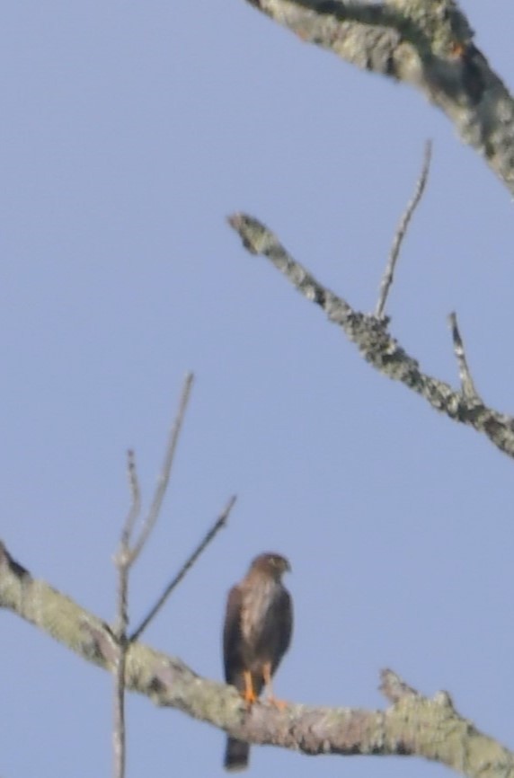 Cooper's Hawk - ML642068815