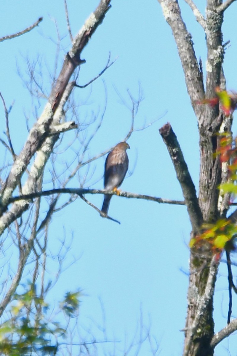 Cooper's Hawk - ML642068816