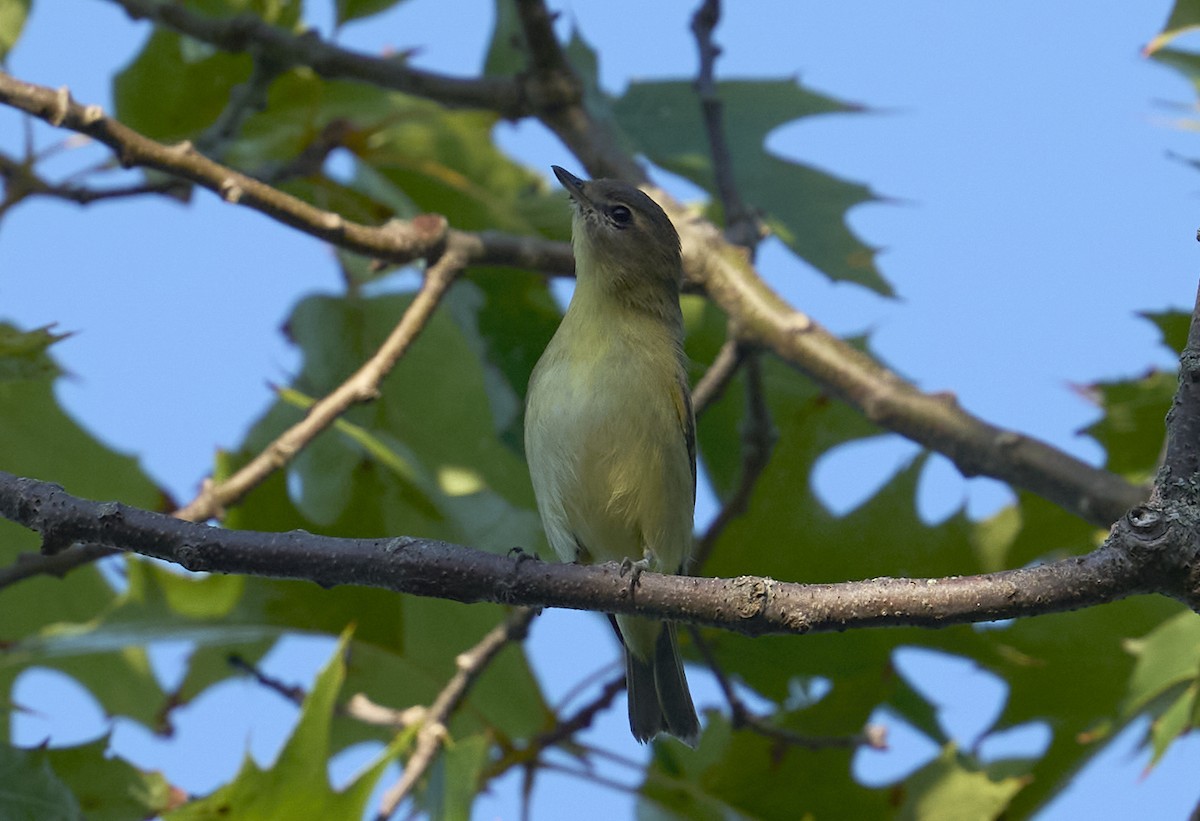 Filadelfiya Vireosu - ML642068831