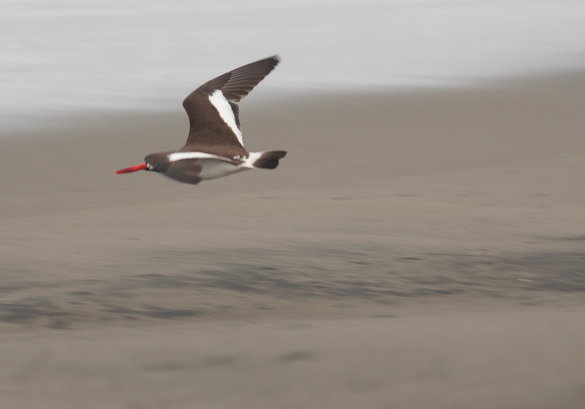 American Oystercatcher - ML642068848