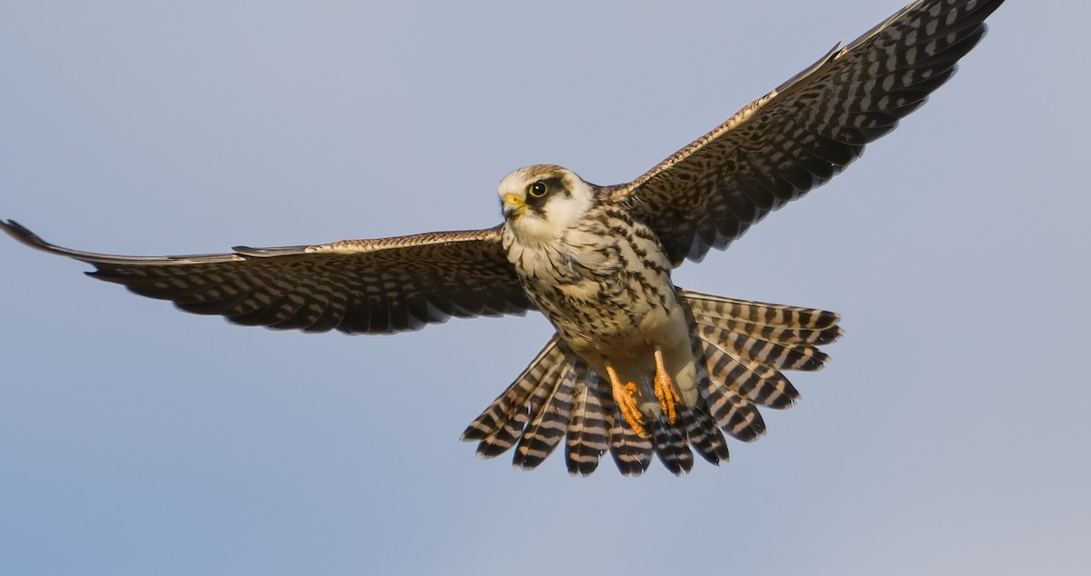 Red-footed Falcon - ML642068851