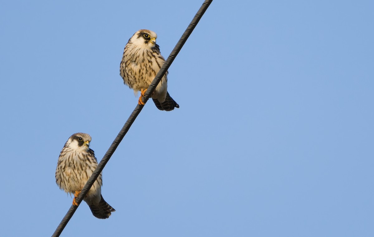 Red-footed Falcon - ML642068852