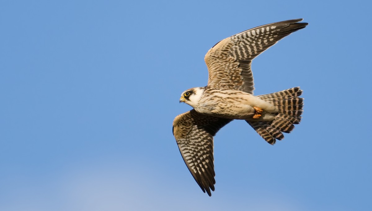 Red-footed Falcon - ML642068853