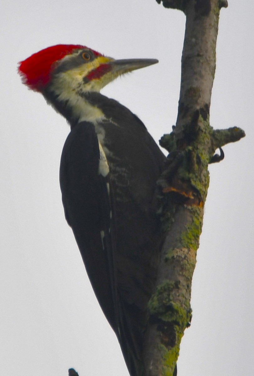 Pileated Woodpecker - ML642068858