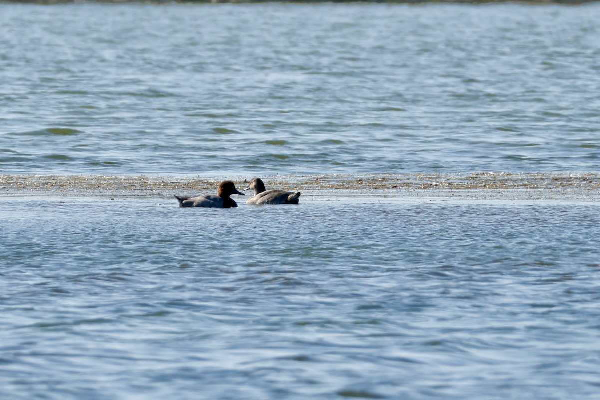 Canvasback - ML642068860