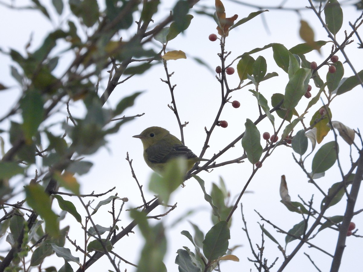 Yellow Warbler - ML642068862